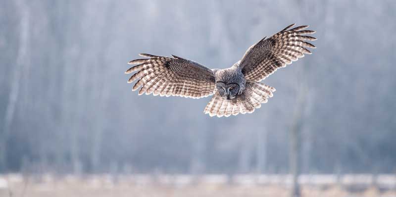Great Grey Owl. Photo by Cindy Conlin.