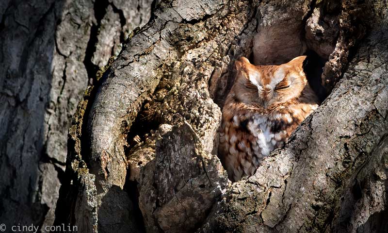 Owl. Photo by Cindy Conlin.